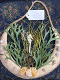 Seahorse U Wreath EW10