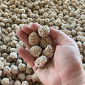 Small Desert Roses