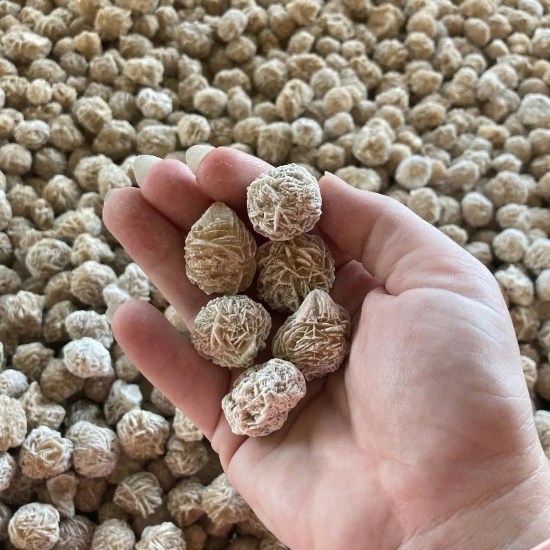 Small Desert Roses